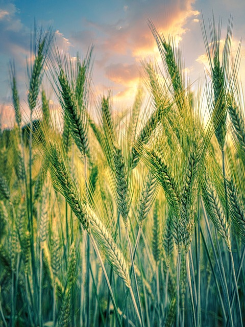 Výhody ⁤žita: proč ​je bezlepková alternativa ‍ideální ⁤volbou