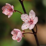 Švestkové knedlíky bez lepku: Tradiční chuť bez omezení 24 Švestkové knedlíky bez lepku: Tradiční chuť bez omezení