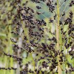 Vyzkoušejte bezlepkovou dietu bez celiakie: Recepty a tipy