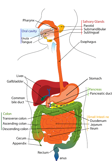 Celiacie pancreas: Jak ovlivňuje trávicí systém