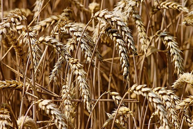Pšenice: Bezlepková alternativa a její výhody