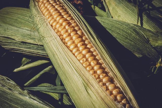 Corn Gluten Meal Esenciální: Co Musíte‌ Vědět