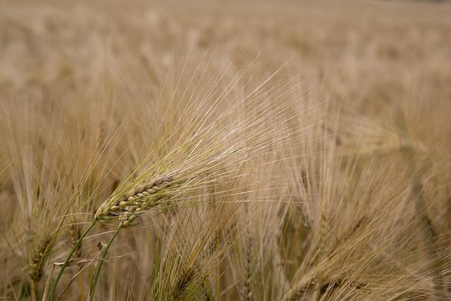 Lepkové obiloviny: Jak se vyhnout pšenici, ječmeni a žitu