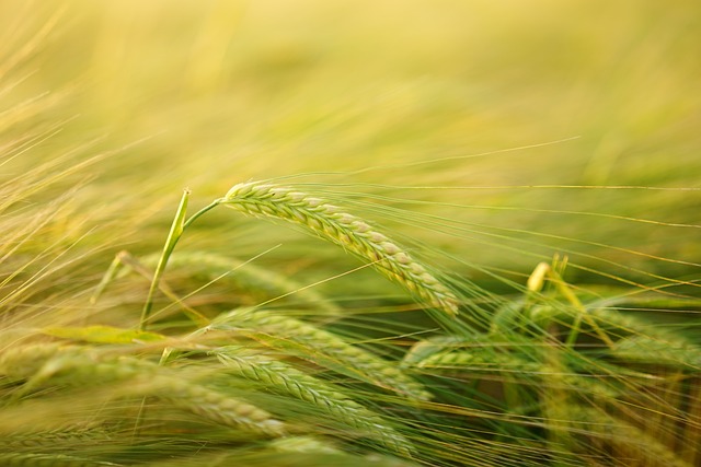 2. Seznam ‍obilovin obsahujících gluten: Jaké potraviny je třeba se vyvarovat