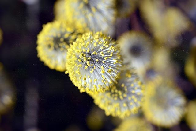 Vyšetření alergie na lepek: Odběr vzorku krve a další testy