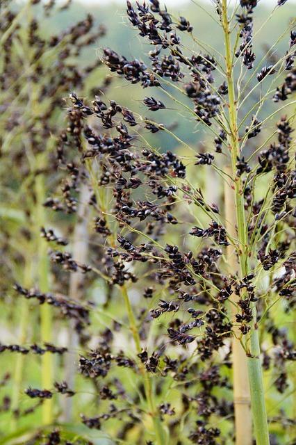 - Celiaci a milovníci koláčů: Proč byste měli vyzkoušet tento recept