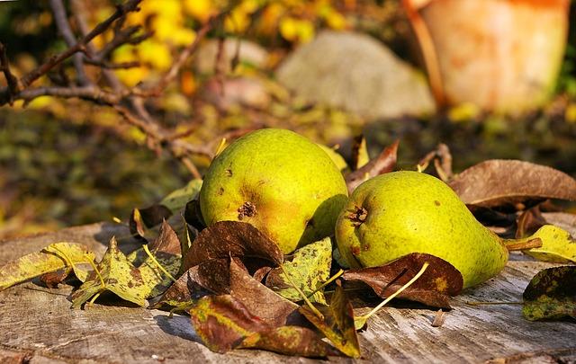 - Základní recept na hruškový koláč bez lepku