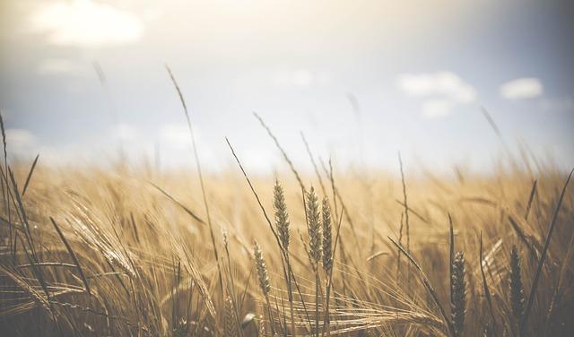 Pšeničný Gluten Krmiva Praha: Kde Zakoupit Potřebné Produkty